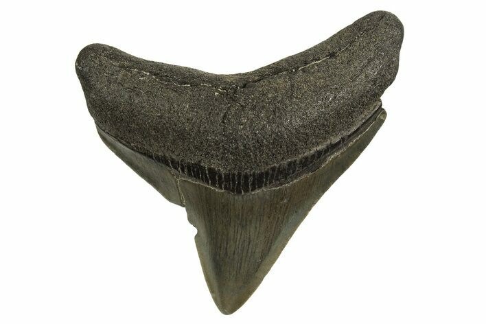 Serrated, Posterior Juvenile Megalodon Tooth - Georgia #329831